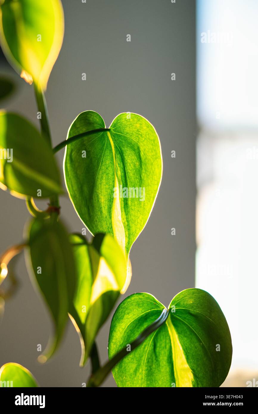 Foglie di pianta Philodendron Brasil, fuoco morbido. Pianta di casa con foglia verde a forma di cuore Foto Stock