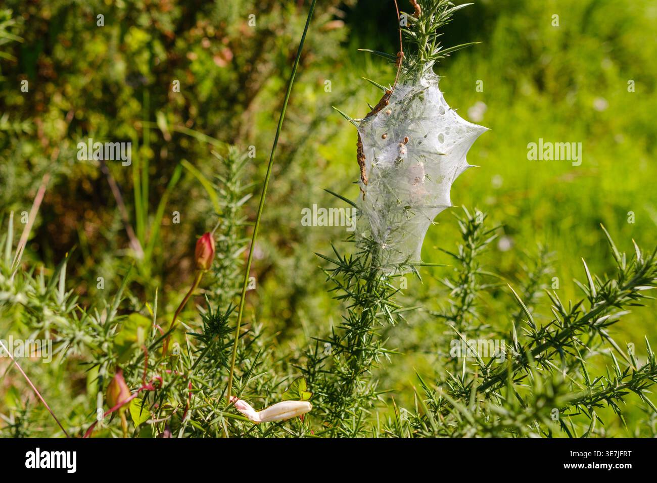 Una fitta rete di seta bianca creata dagli acari dei ragni sui rami spinosi di un cespuglio di gorse. Foto Stock