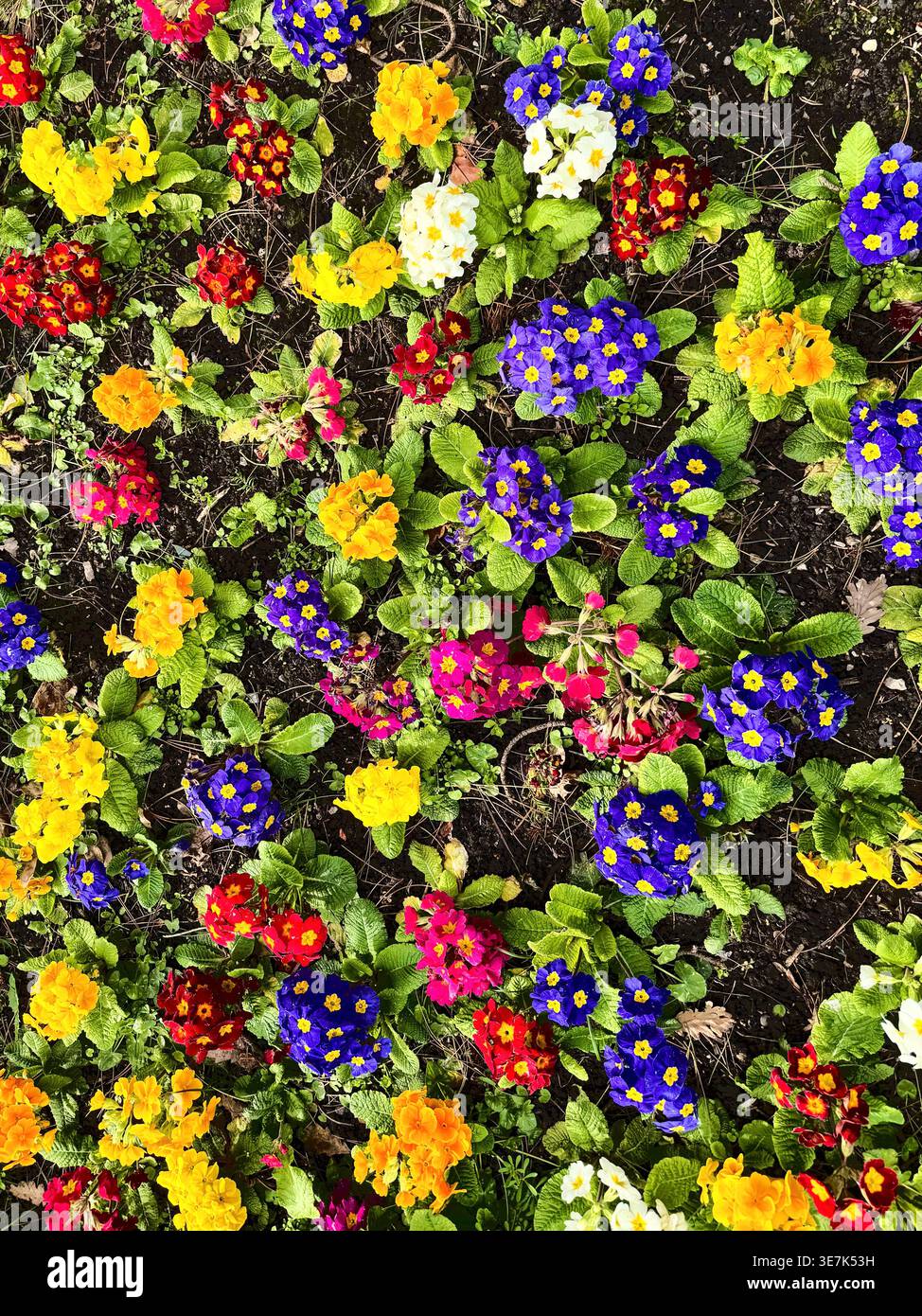 Colorato letto floreale di primrose (Primula vulgaris); una pianta fiorita della famiglia delle Primulaceae, popolare nei parchi decorativi e nei bordi erbacei da giardino Foto Stock