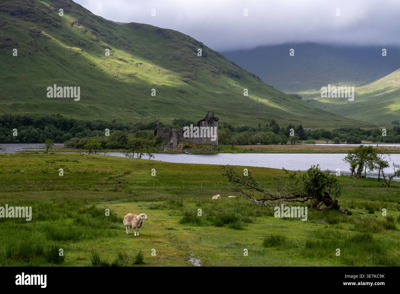 Rovine del castello di Kilchurn sulle rive del Loch Awe, con una pecora che pascolano nel verde in primo piano e le Highlands scozzesi sullo sfondo Foto Stock