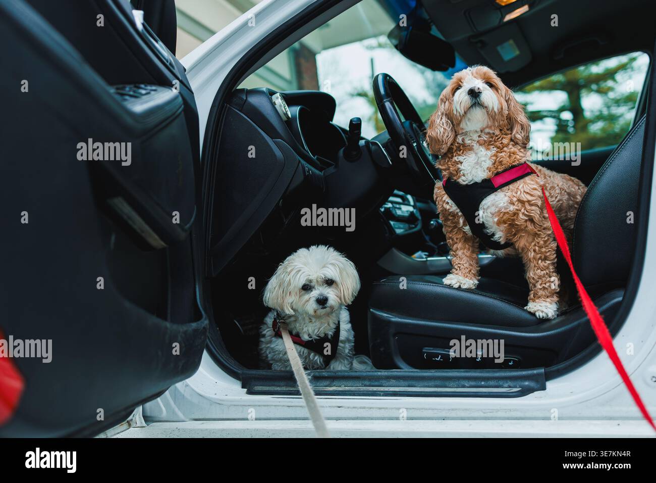 Due cani siedono all'interno di un'auto parcheggiata. Un cane ha pelliccia riccia ed è bianco, mentre l'altro ha pelliccia riccia marrone. Entrambi i cani hanno guinzagli attaccati e vedere Foto Stock