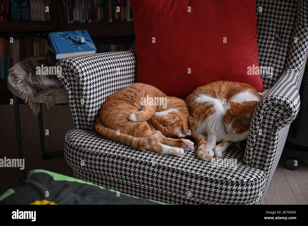 Due gattini allo zenzero che dormono insieme su una poltrona a motivi geometrici in un intimo interno di casa. Foto Stock