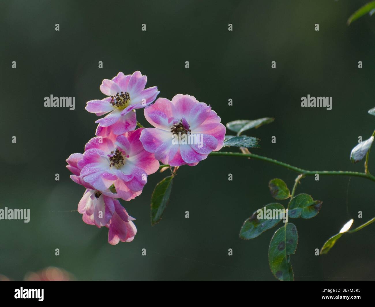 Una fotografia orizzontale ravvicinata con un gruppo di fiori rosa chiaro e rosa bianco in piena fioritura. Foto Stock