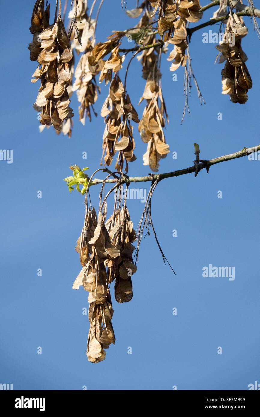 Semi alati secchi e gemme verdi fresche su un ramo d'acero Box Elder contro un cielo azzurro limpido all'inizio della primavera Foto Stock