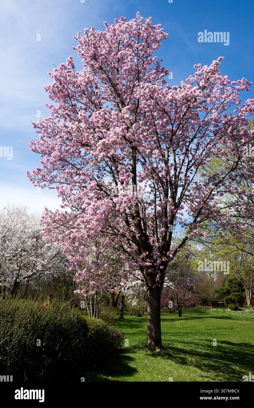 Fiori rosa di un prugna ciliegia di Prunus cerasifera Rancho in fiore in un parco contro un cielo blu all'inizio della primavera Foto Stock