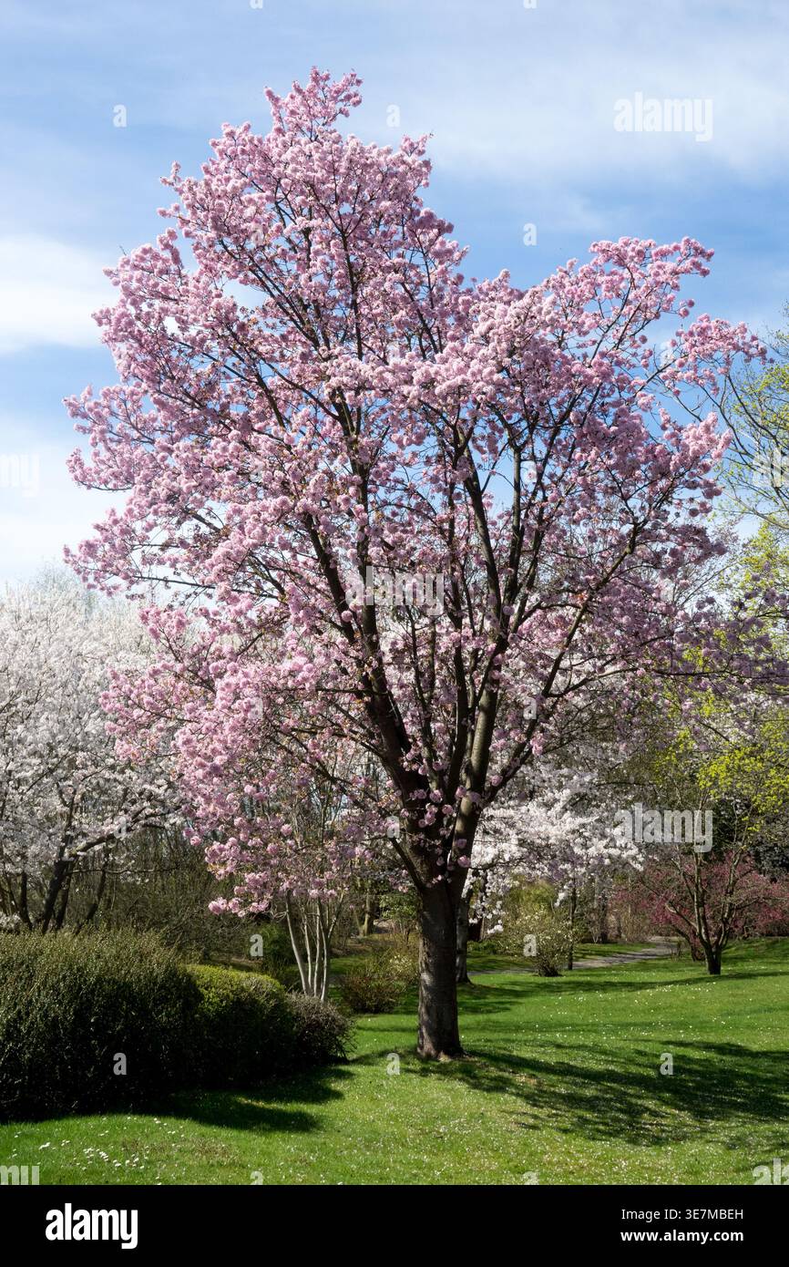 Prunus cerasifera Rancho in fiore rosa su un prato verde in un parco contro un cielo blu all'inizio della primavera Foto Stock