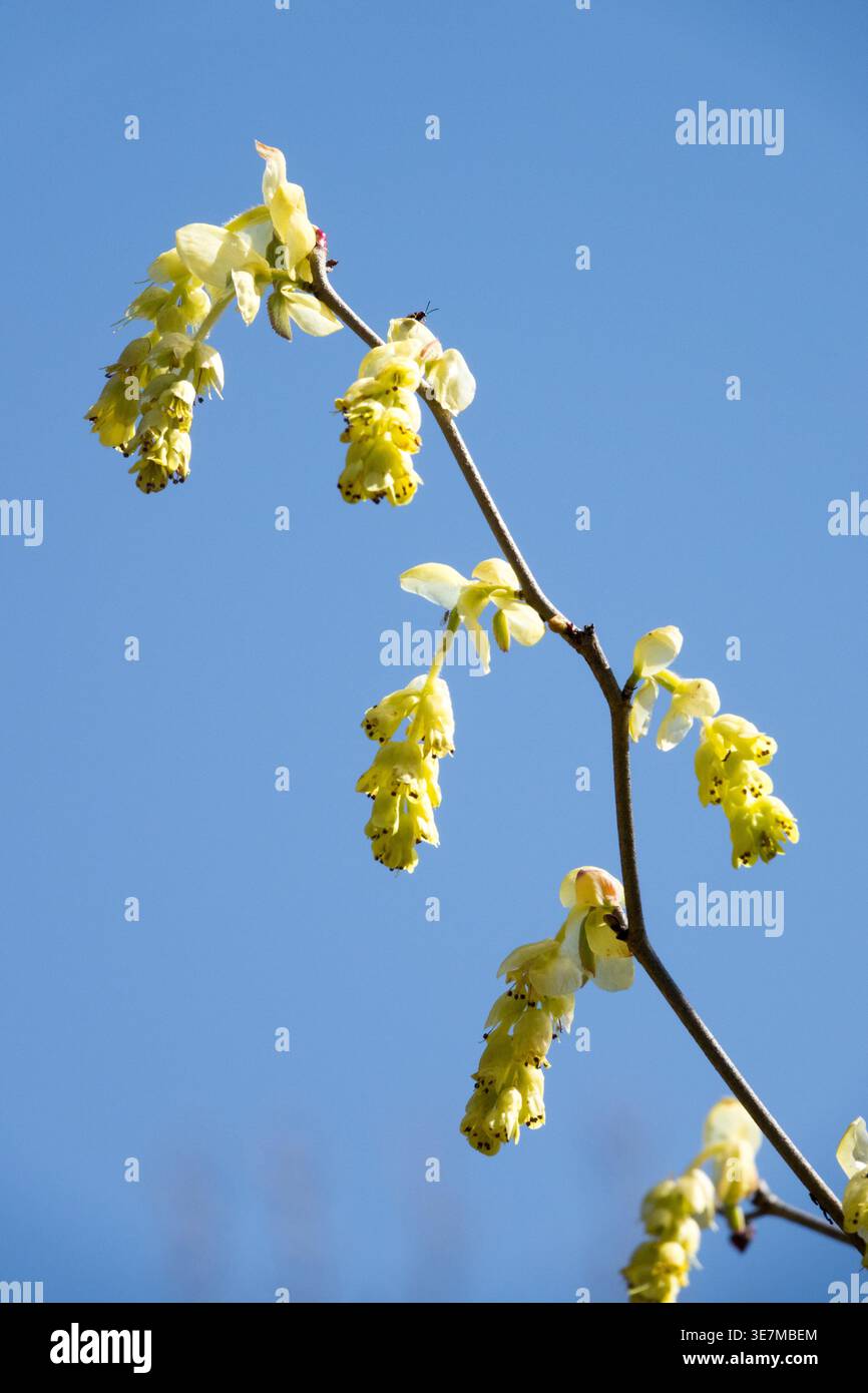 Fiori gialli di un arbusto di nocciola invernale di Corylopsis sinensis primaverile contro un cielo azzurro limpido all'inizio della primavera Foto Stock