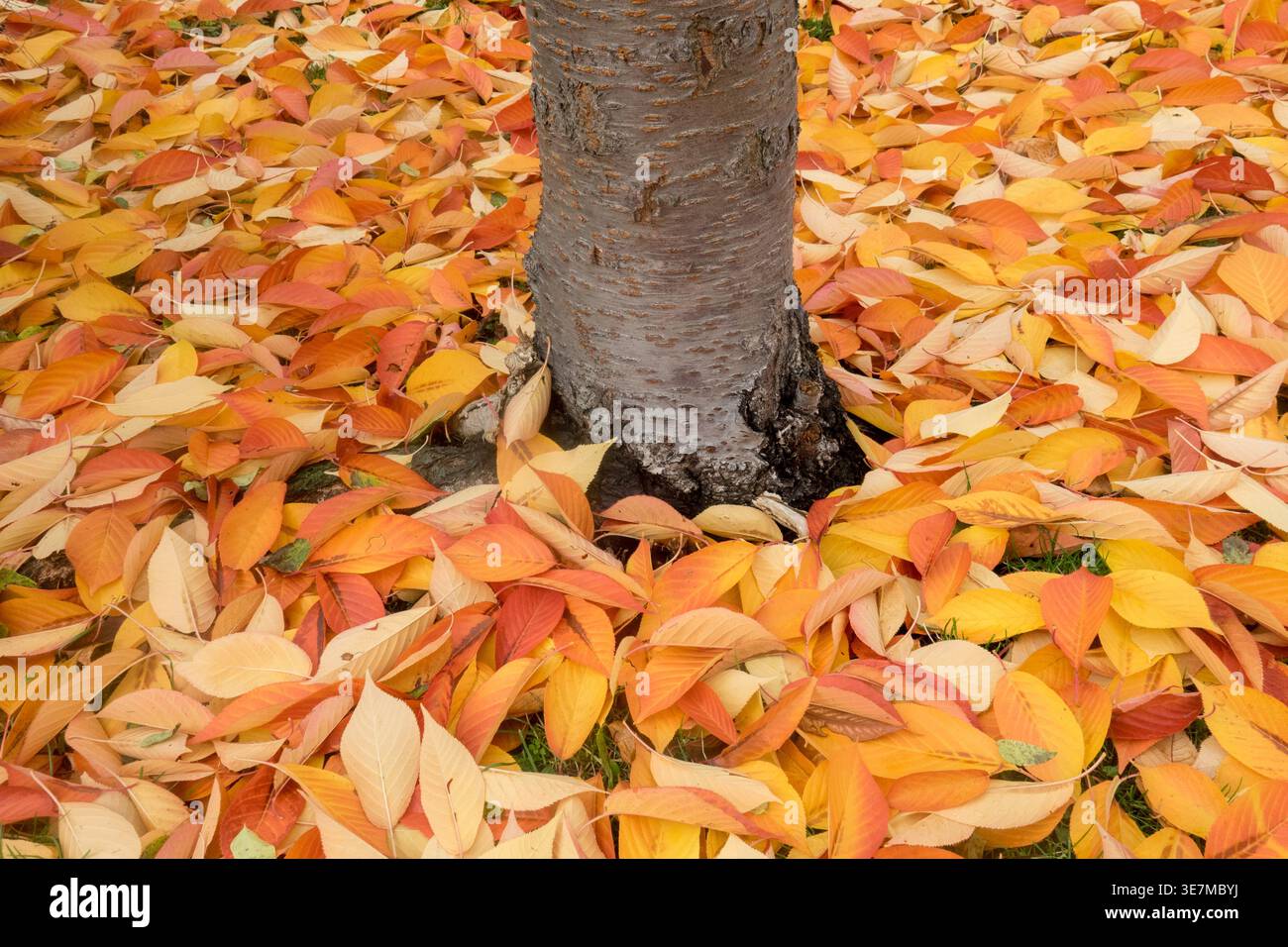 Tappeto di foglie autunnali arancioni e gialle brillanti cadute intorno a un tronco di albero di Prunus cerasifera Rancho nel tardo autunno Foto Stock