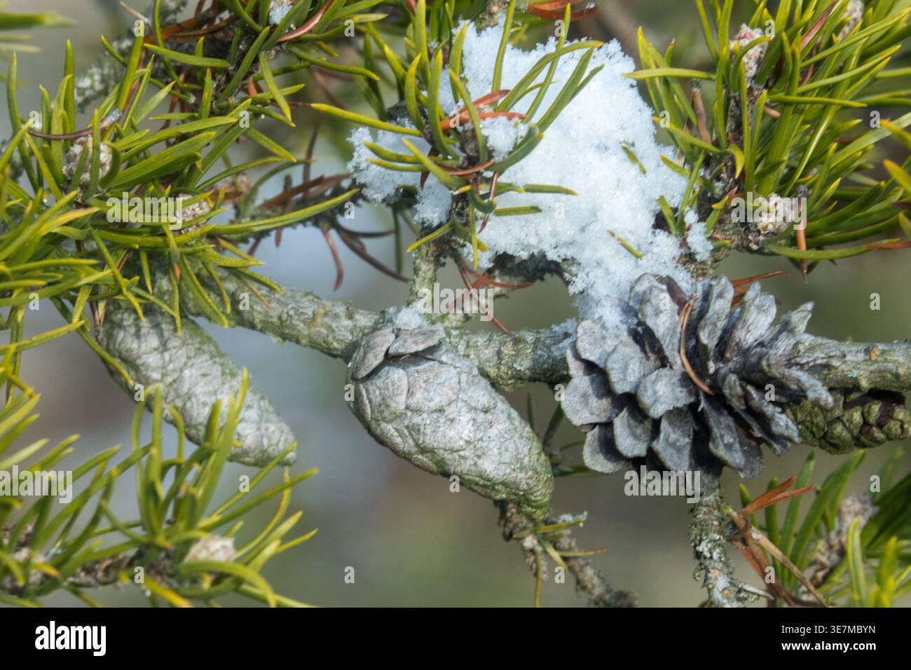 Coni di pino e aghi su un ramo di pino Pinus banksiana Jack ricoperto di neve bianca in inverno durante il mese di gennaio Foto Stock