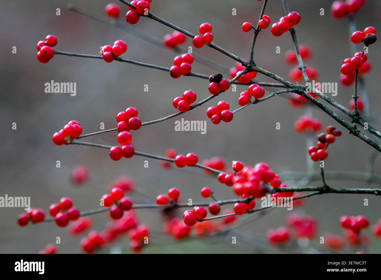 Bacche di colore rosso brillante sui rami sottili di un arbusto Viburnum nel tardo autunno in un giardino Foto Stock