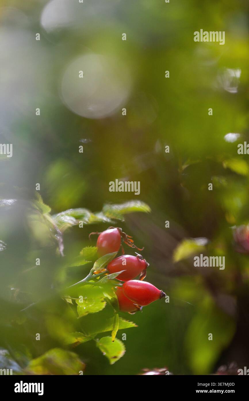 Rosa canina su arbusto selvatico con luce naturale soffusa e sfondo verde sfocato Foto Stock