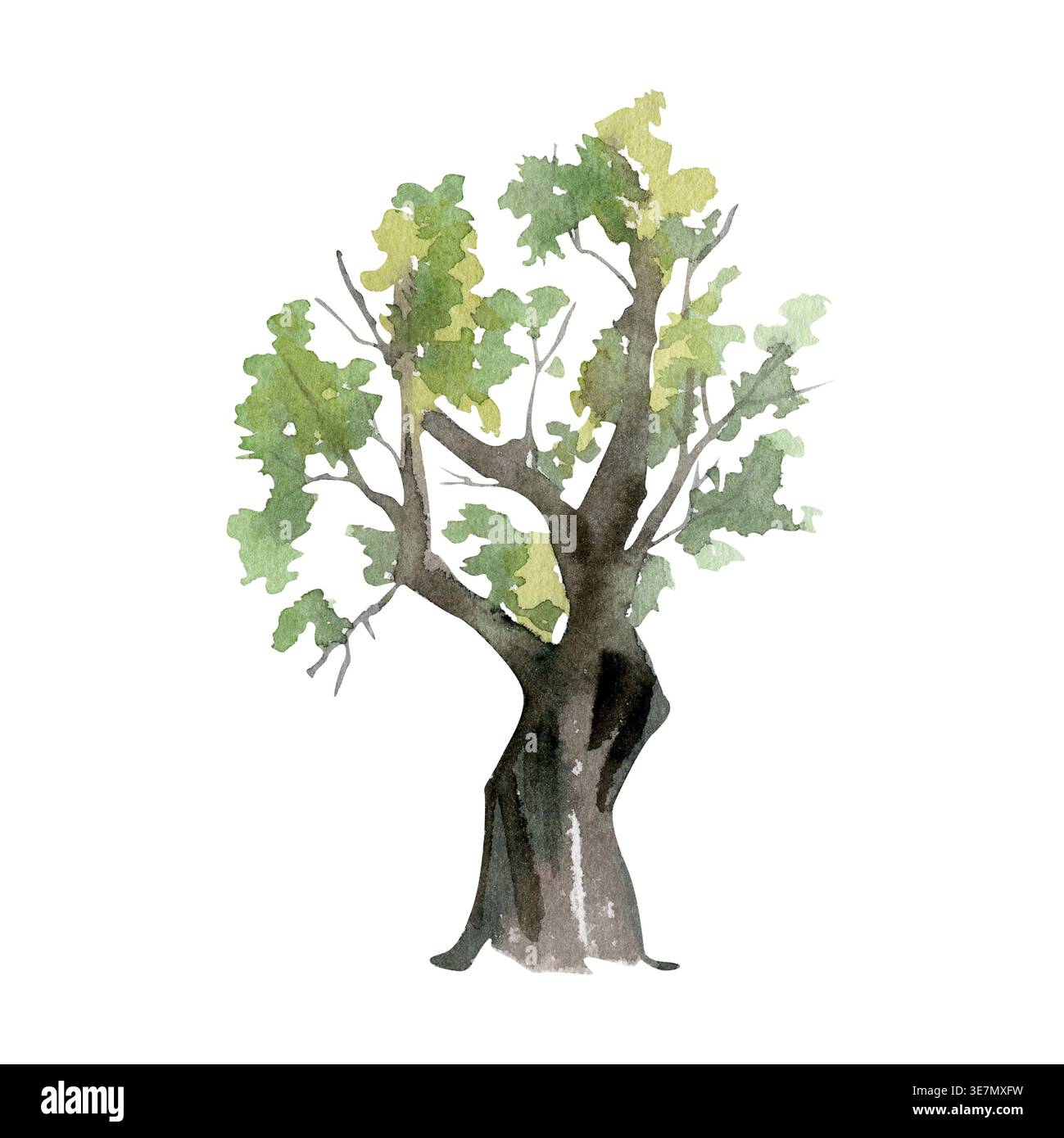 Albero verticale con tronco leggermente ritorto e ramificazione modesta, fogliame sparso o grappato. Soggetto botanico isolato disegnato a mano in acquerello per Foto Stock