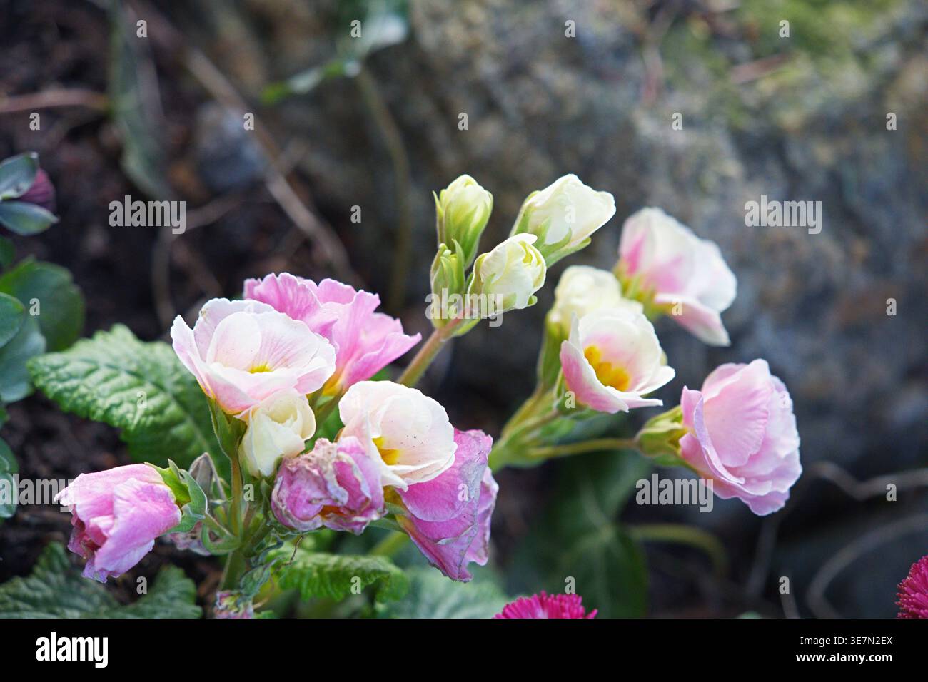 Primo piano della Rosanna rosa di spugna. Foto di alta qualità Foto Stock