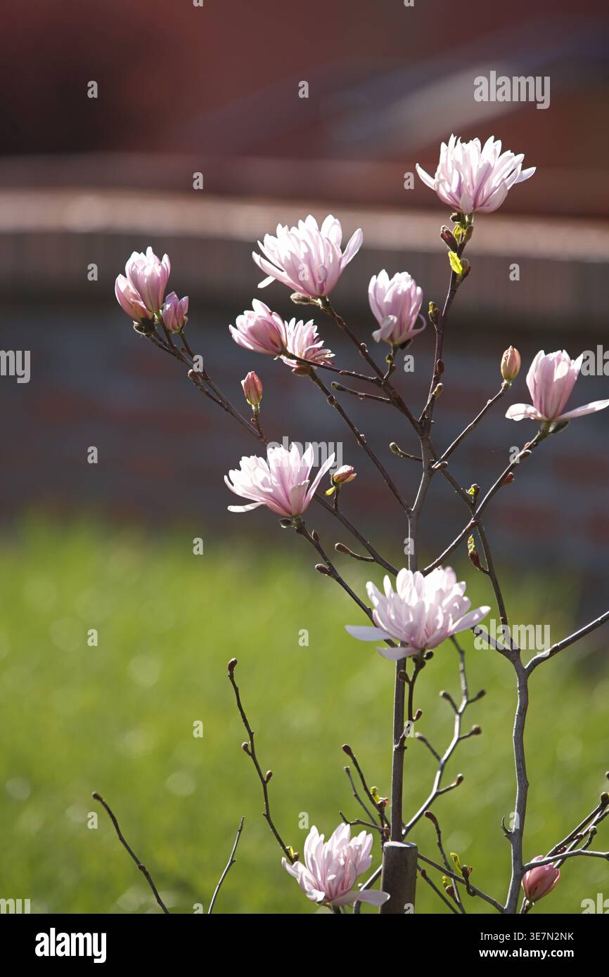 Giovane albero magnolia stellata Rosea. Foto di alta qualità Foto Stock