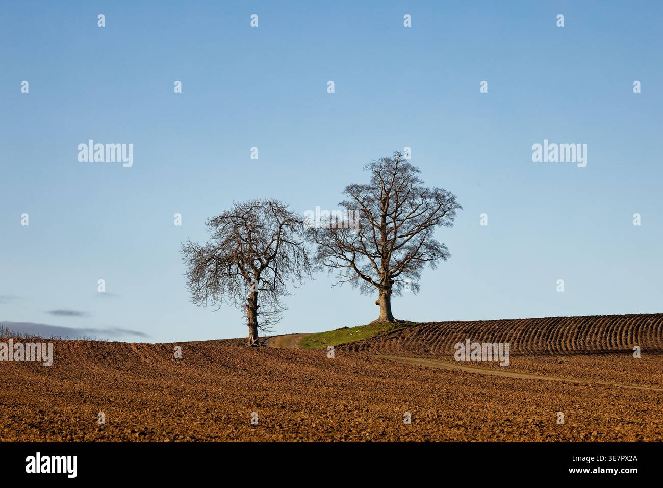 Due alberi senza foglie sorgono sulla cima di una bassa cresta in campi arati con una pista sterrata e un cielo azzurro cristallino, Cusworth, Doncaster, South Yorkshire. Foto Stock