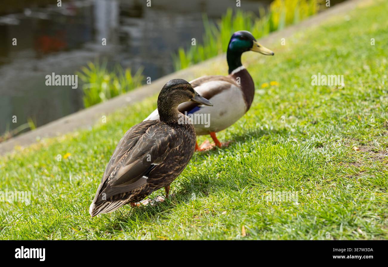 Due anatre su erba verde vicino all'acqua natura natura natura e tranquilla scena all'aperto Foto Stock