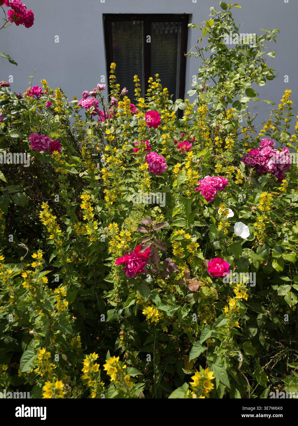 Letto colorato con rosa rosa rosa e Lysimachia punctata gialla davanti ad una parete bianca con finestra Foto Stock