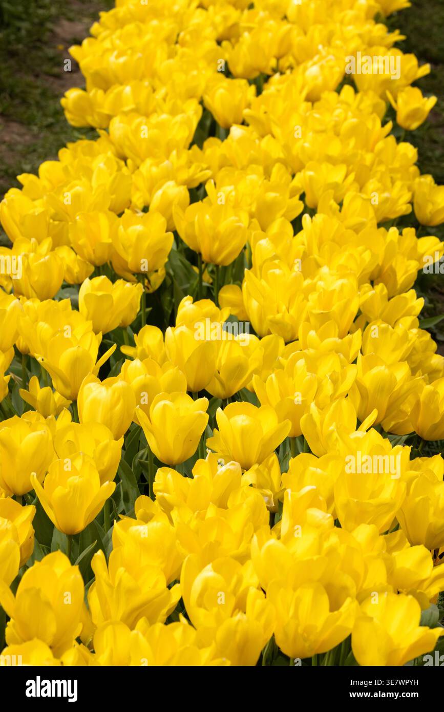File di tulipani gialli che crescono in file in un campo di tulipani; fiori di tulipani gialli colorati in righe nei campi in primavera. Foto Stock