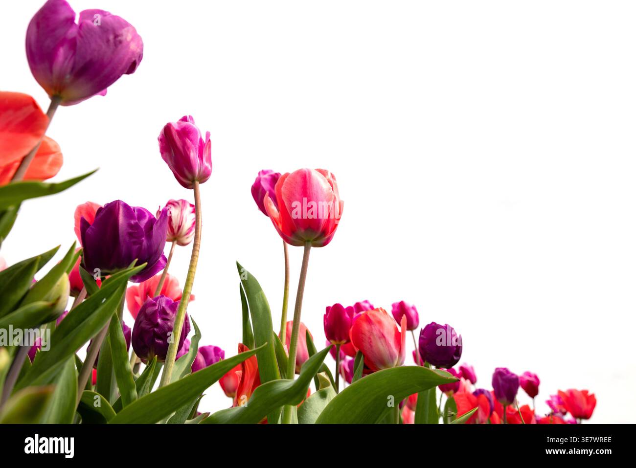 Tulipani colorati rosa e viola visti dal basso su uno sfondo bianco. Fiori di tulipani Foto Stock