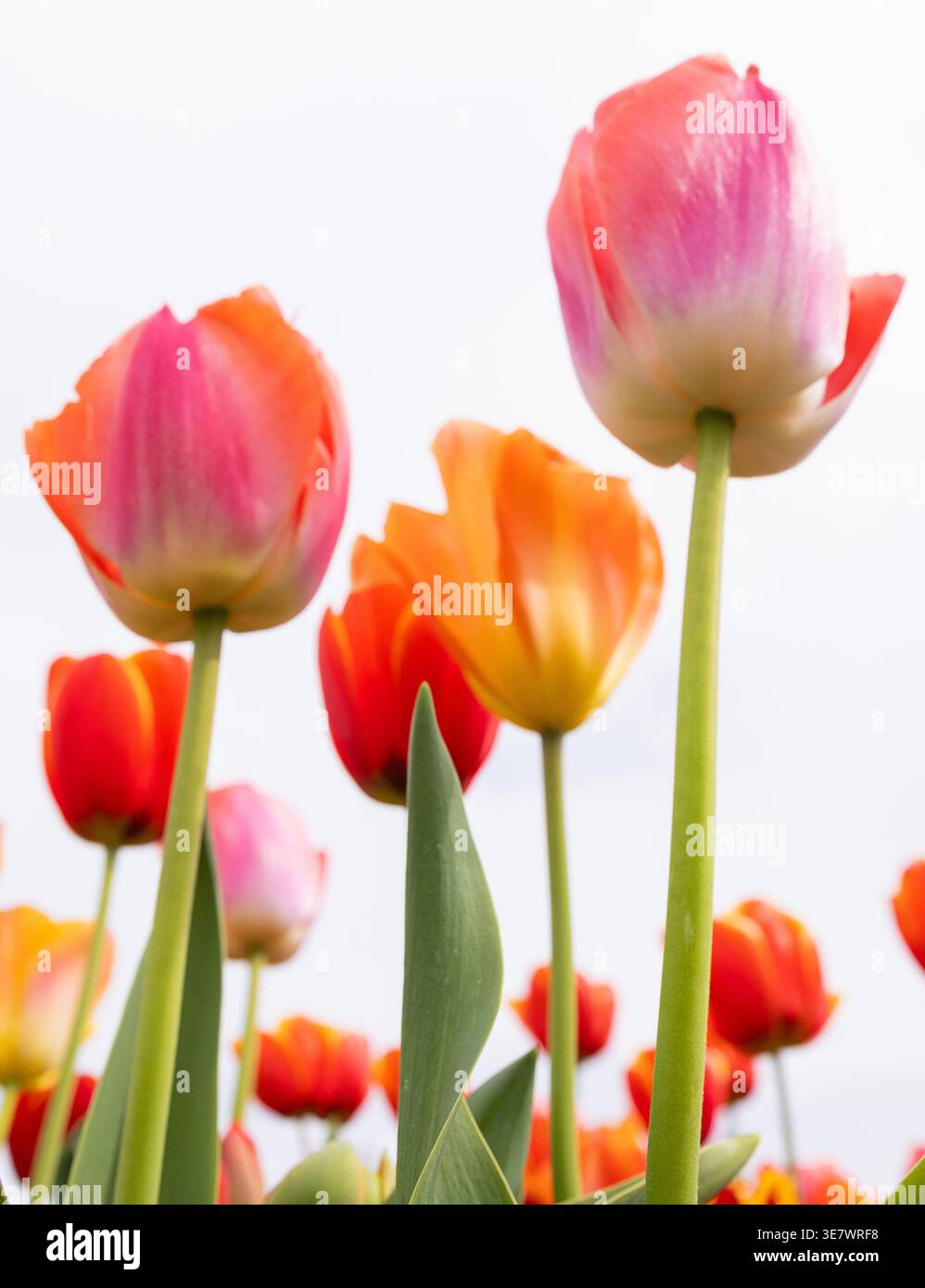 Tulipani colorati rosa e viola visti dal basso su uno sfondo bianco. Fiori di tulipani Foto Stock