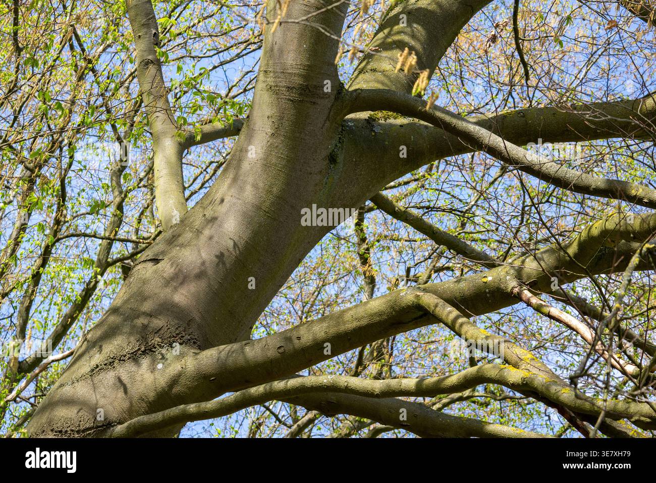 Un grande albero con rami spessi si estende verso il cielo. Le foglie fresche iniziano a crescere, segnalando l'arrivo della primavera. La luce del sole splende attraverso Foto Stock
