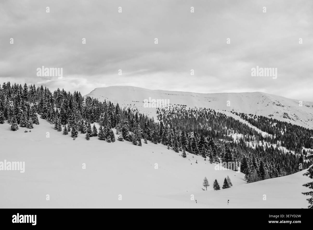 La vetta del monte Portule di Larici è innevata dal vento sull'altopiano di Asiago, Vicenza, Italia Foto Stock