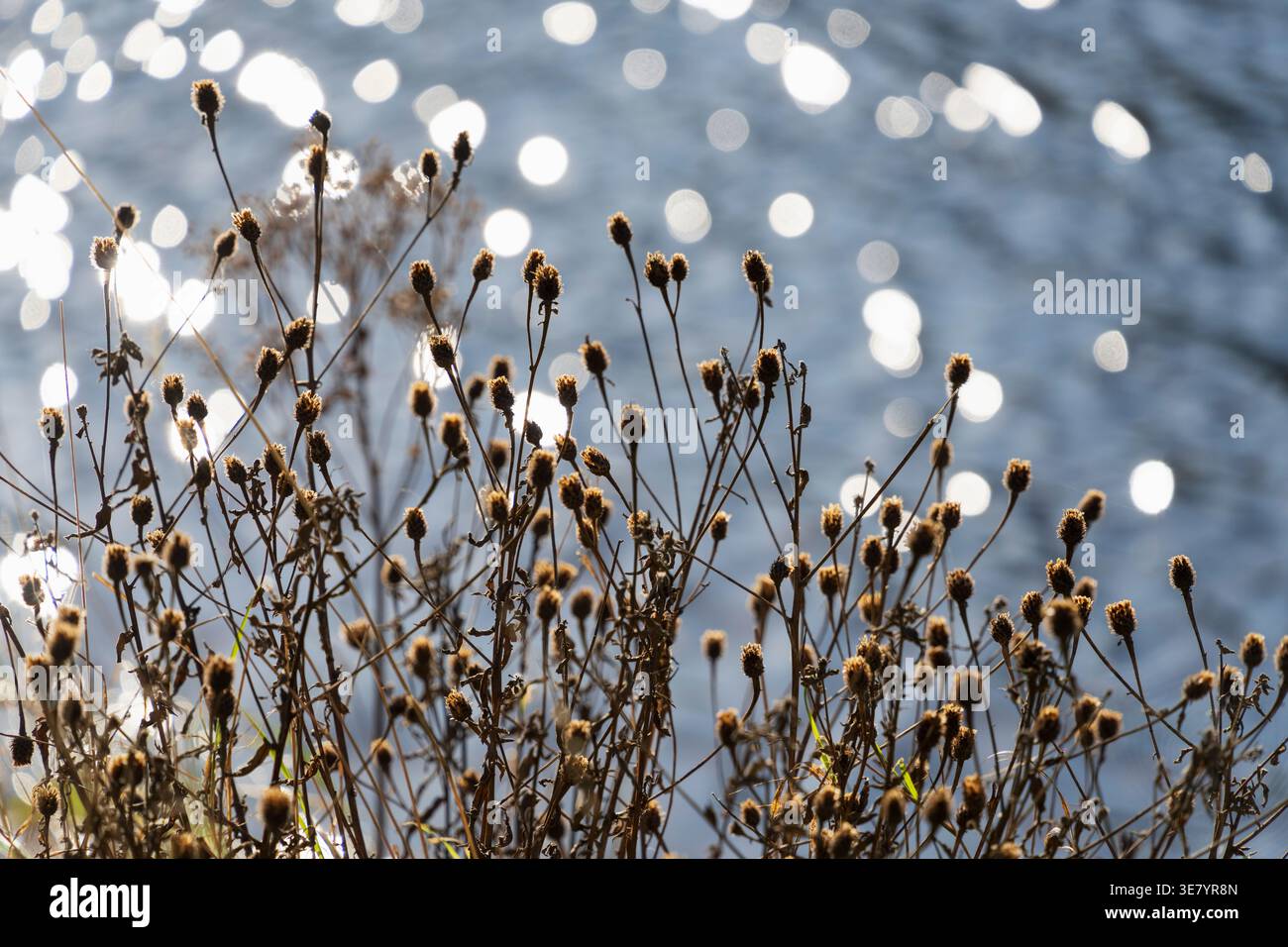 Primo piano di cialde di semi secchi e marroni su steli sottili su uno sfondo sfocato di acqua frizzante Foto Stock