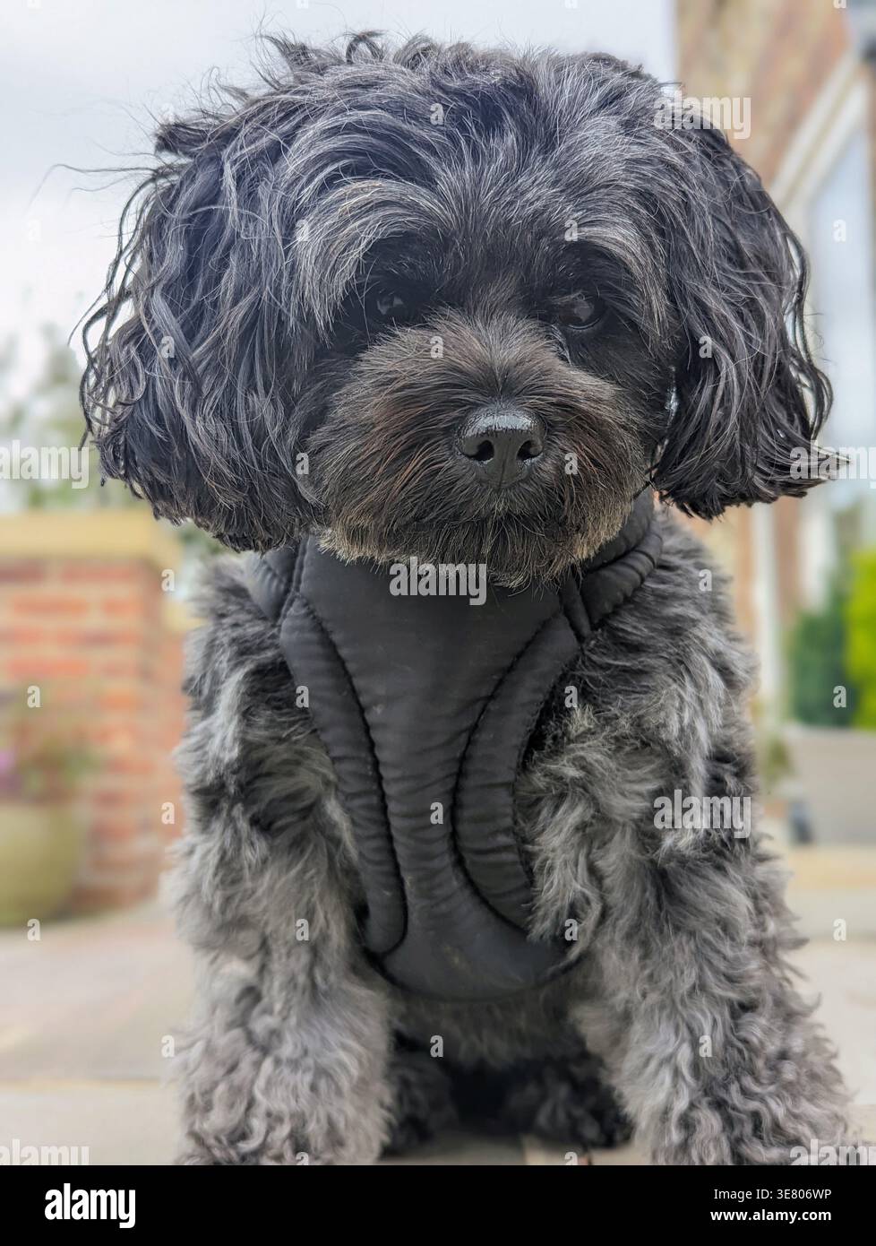 Nero e grigio - adulti Shihpoo crossbreed Dog con cappotto ondulato riccio con imbracatura nera che fissa direttamente a camera, North Yorkshire, Inghilterra Foto Stock