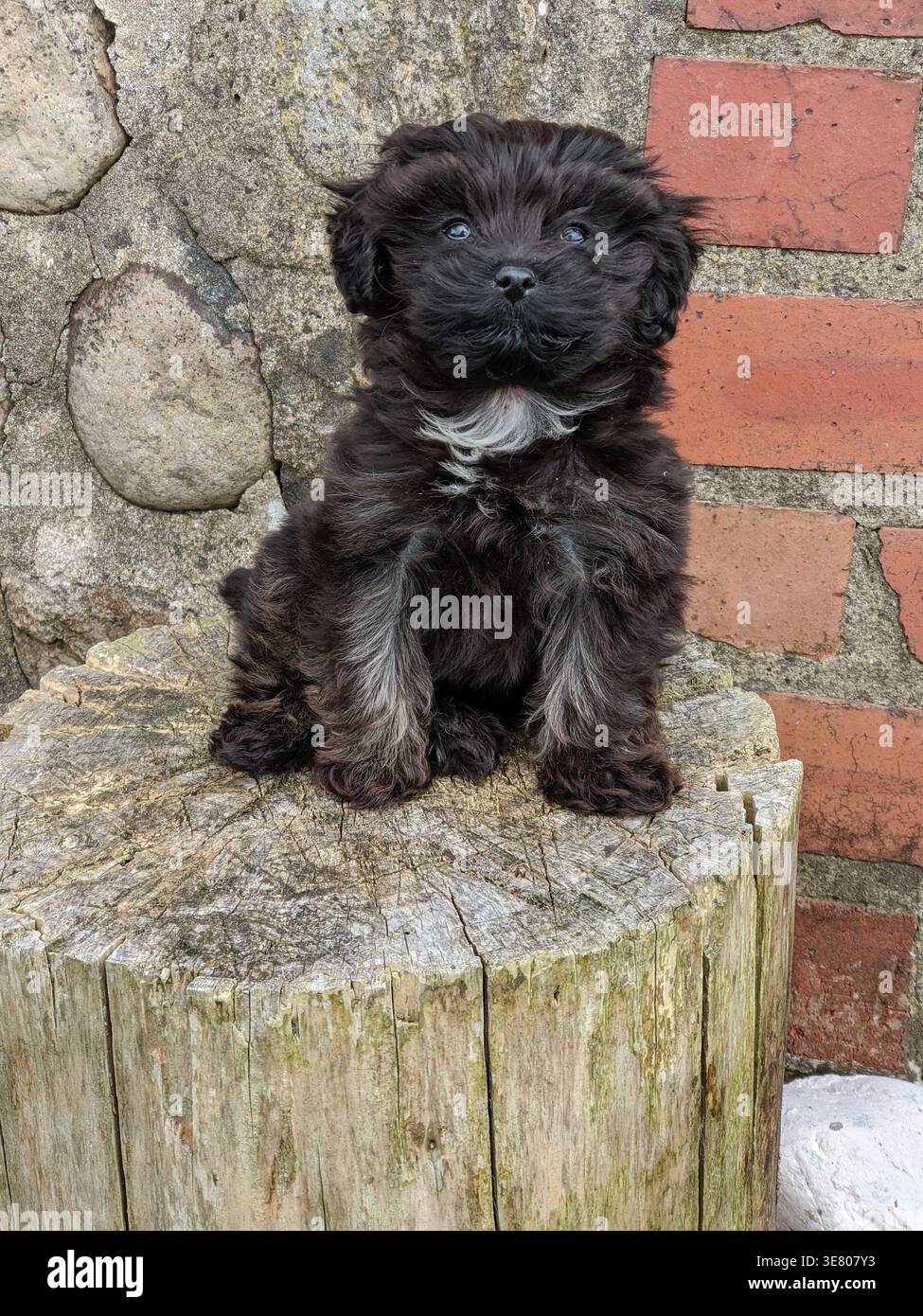 Adorabile cucciolo incrociato Black Shihpoo di età compresa tra i sei e gli otto mesi seduto su Rustic Wooden Tree Stump contro Red Brick Wall, North Yorkshire, Inghilterra Foto Stock