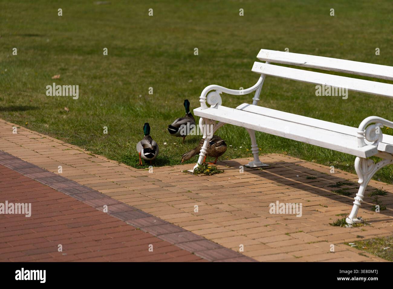 Anatre che pascolano accanto a White Park Bench Foto Stock