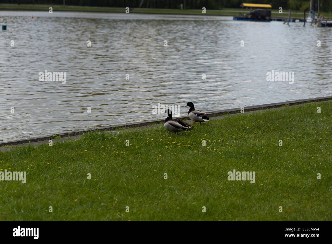 Due Mallard Ducks riposano accanto al Calm Lake Foto Stock