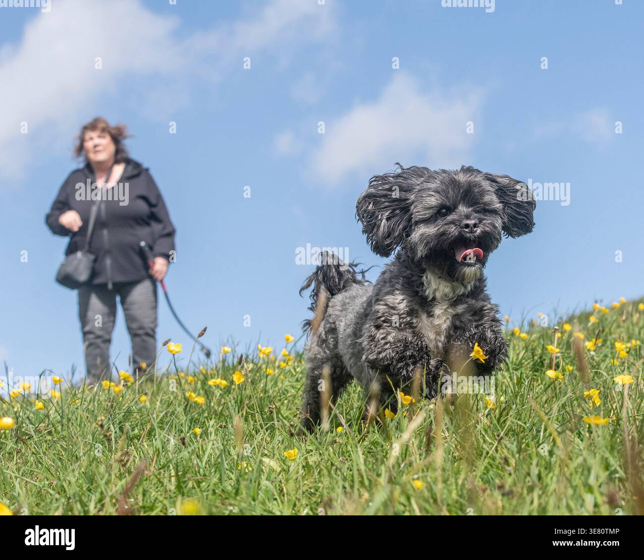 il cane shih tzu corre verso la macchina fotografica Foto Stock
