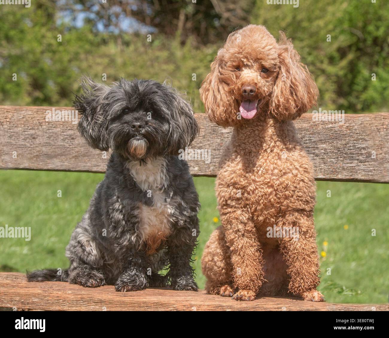 cane shih tzu e cane da barboncino seduti su una panchina al parco Foto Stock