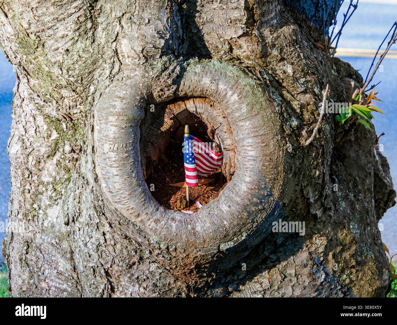 Una bandierina miniaturizzata AMER è stata posizionata all'interno di un pozzo in un vecchio albero di ciliegio Foto Stock
