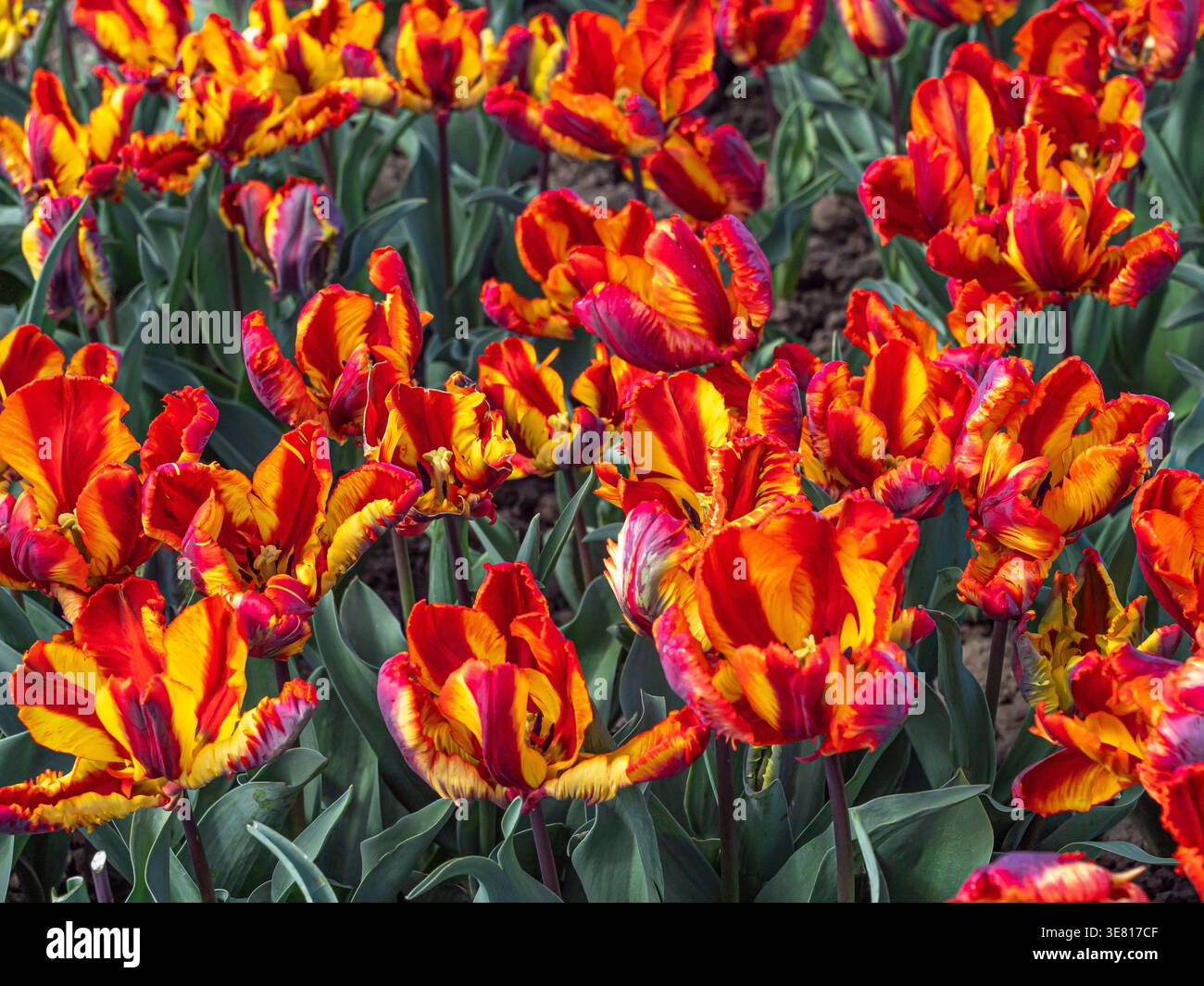 Tulipani di pappagallo rosso e giallo con petali frangiati che fioriscono in un giardino primaverile Foto Stock