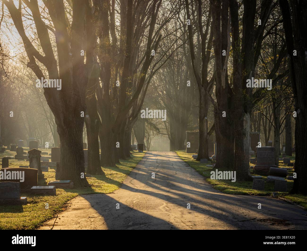 Strada del cimitero alberato con raggi del sole che filtrano attraverso i rami, tranquilla scena mattutina con lunghe ombre e lapidi Foto Stock