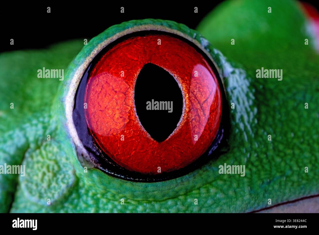Il macro estremo di un occhio di rana dagli occhi rossi rivela un Iris rosso vivo, pupilla verticale e una trama verde intricata con dettagli incredibilmente nitidi Foto Stock