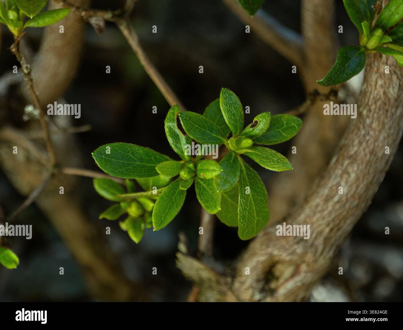 Foglie verdi fresche e gemme nuove su un ramo legnoso in primavera. Foto Stock
