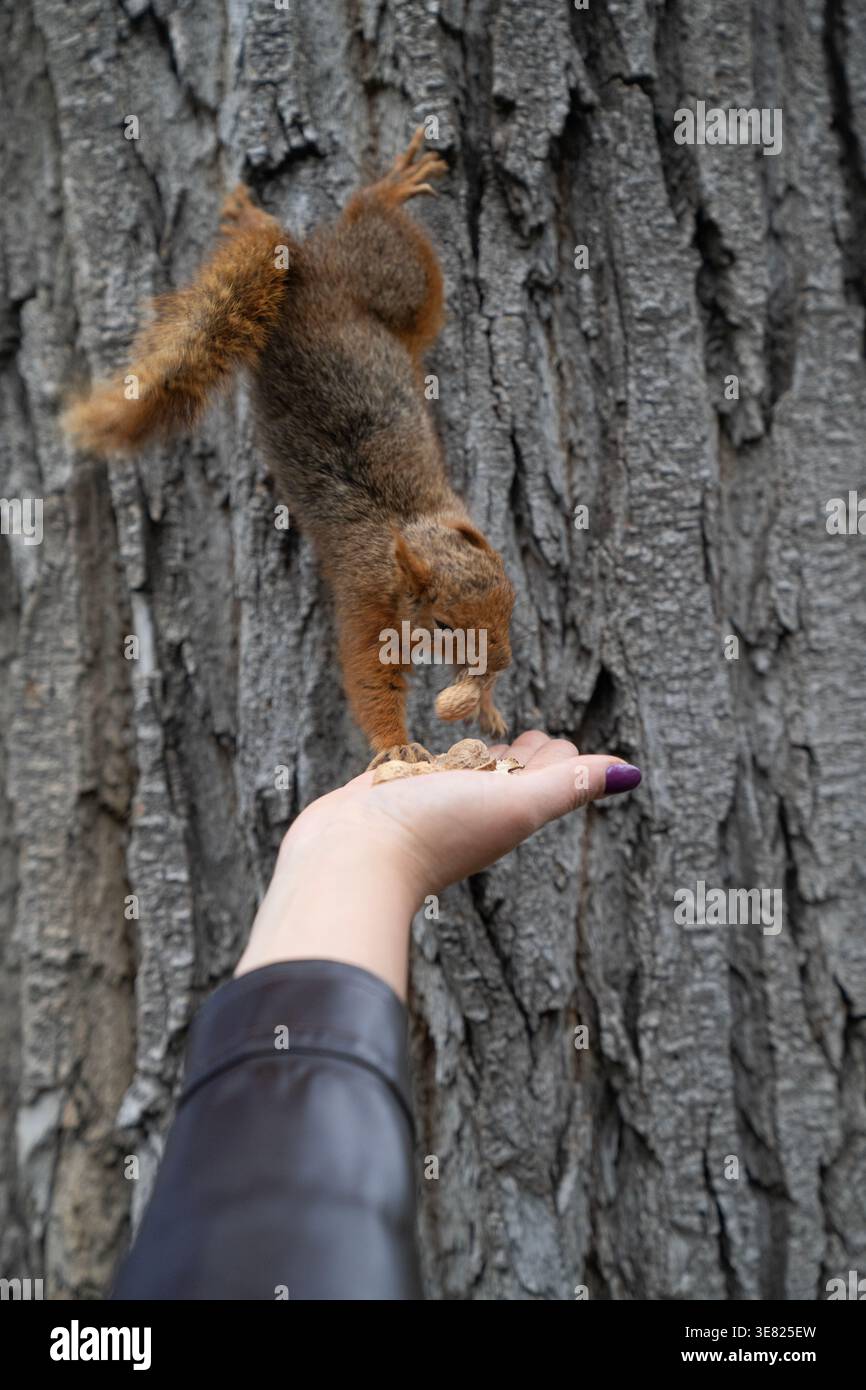 Uno scoiattolo che mangia da una mano umana, mostrando fiducia e interazione tra gli esseri umani e la fauna selvatica. Ideale per temi di connessione, natura e benessere animale Foto Stock