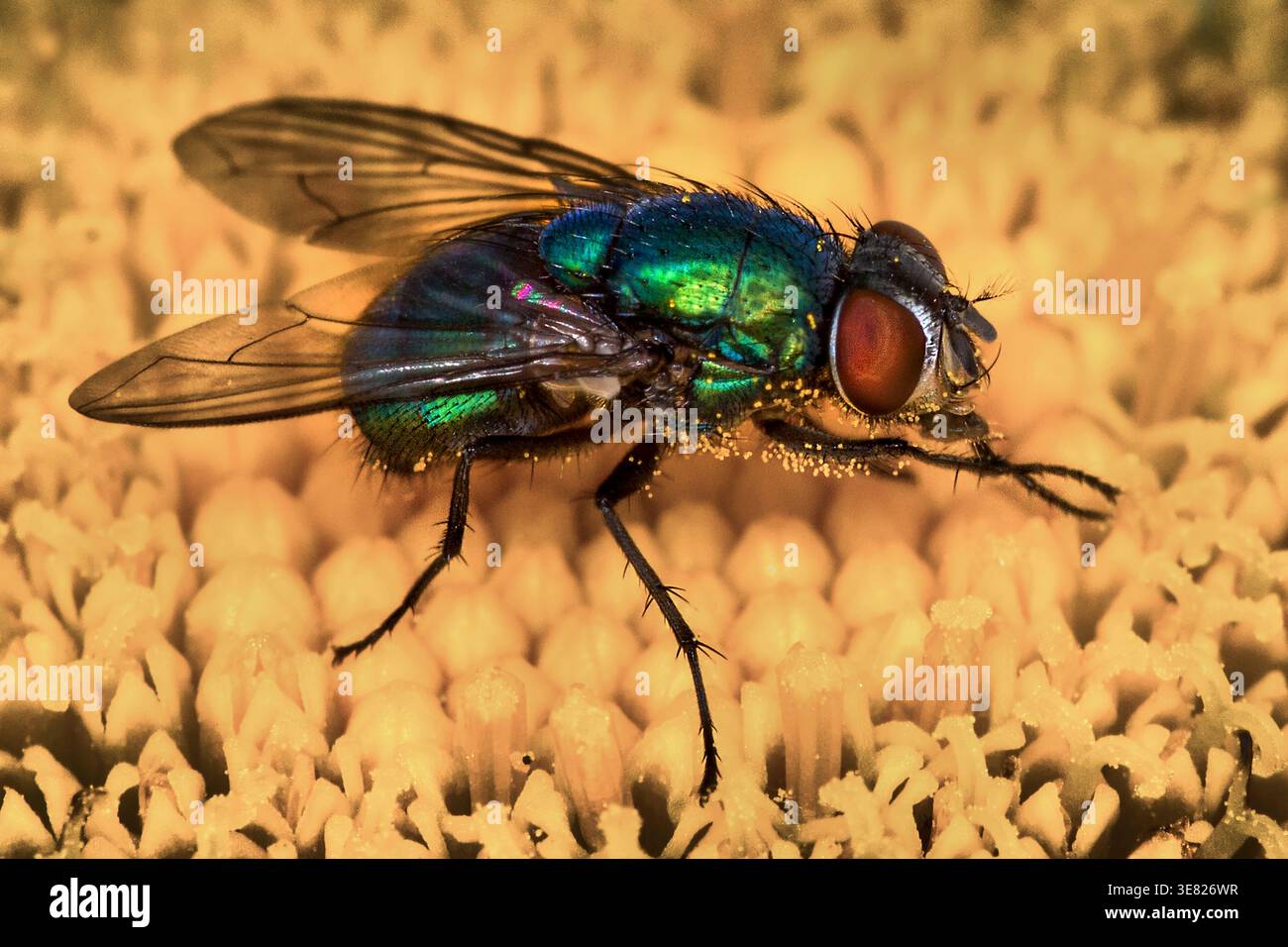 Il macro di una bottiglia verde vola con addome iridescente, intricate vene alari e occhi composti vivaci, nutrendosi di nettare da una margherita di cane in fiore. Foto Stock