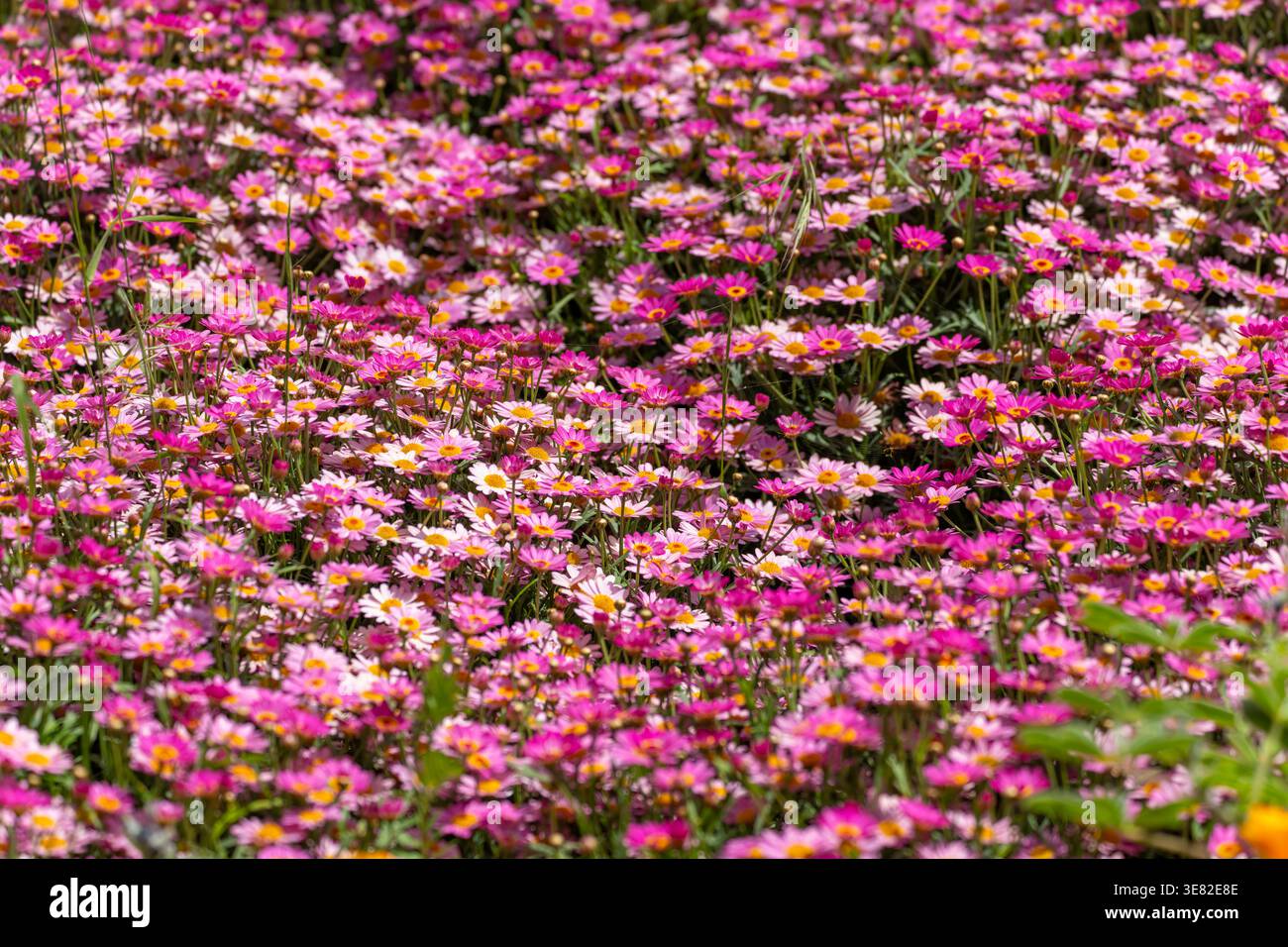 Fiori primaverili viola e rosa in un giardino Foto Stock