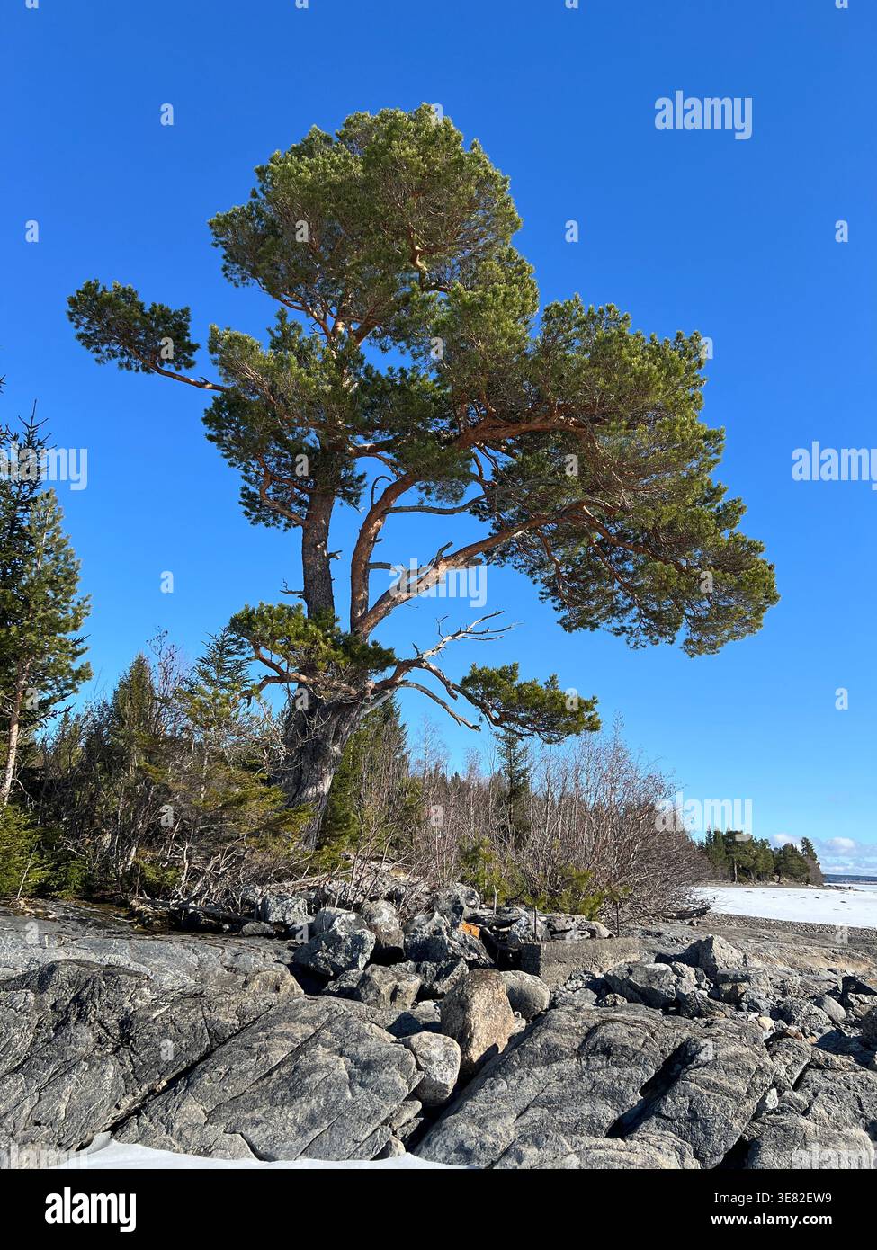 Il pino si erge alto su una costa rocciosa sotto un cielo azzurro limpido in Svezia Foto Stock