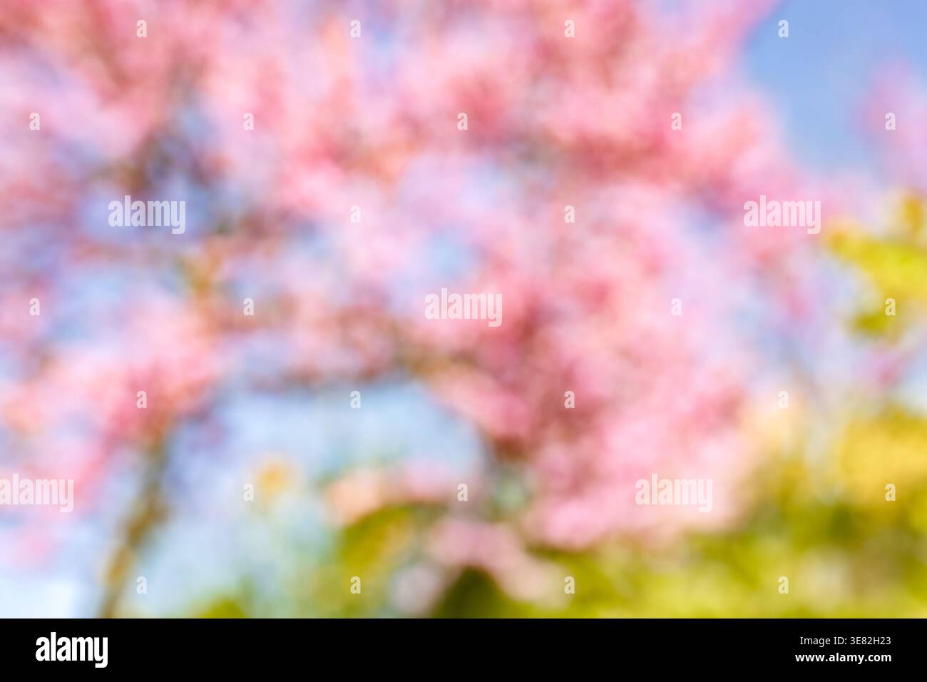 Colori pastello da sogno in natura. Foto Stock