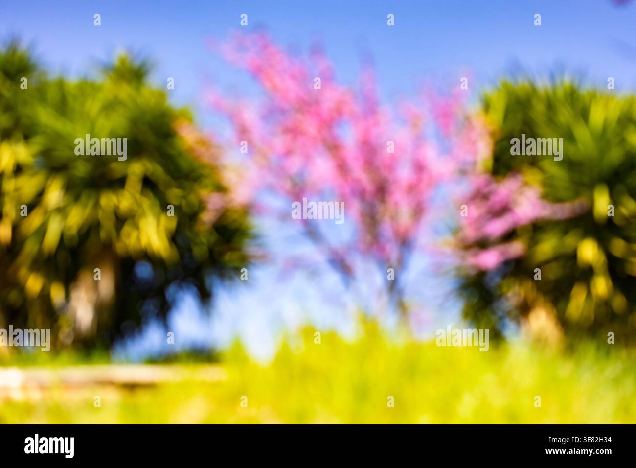 Colori pastello da sogno in natura. Foto Stock