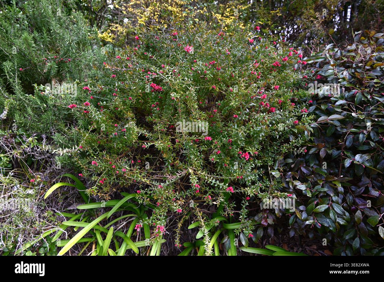 Fiori di rosmarina grevillea (Grevillea rosmarinifolia). Arbusto sempreverde delle Proteaceae. Fiorisce d'estate con fiori rossi profondi e simili a fili. Foto Stock