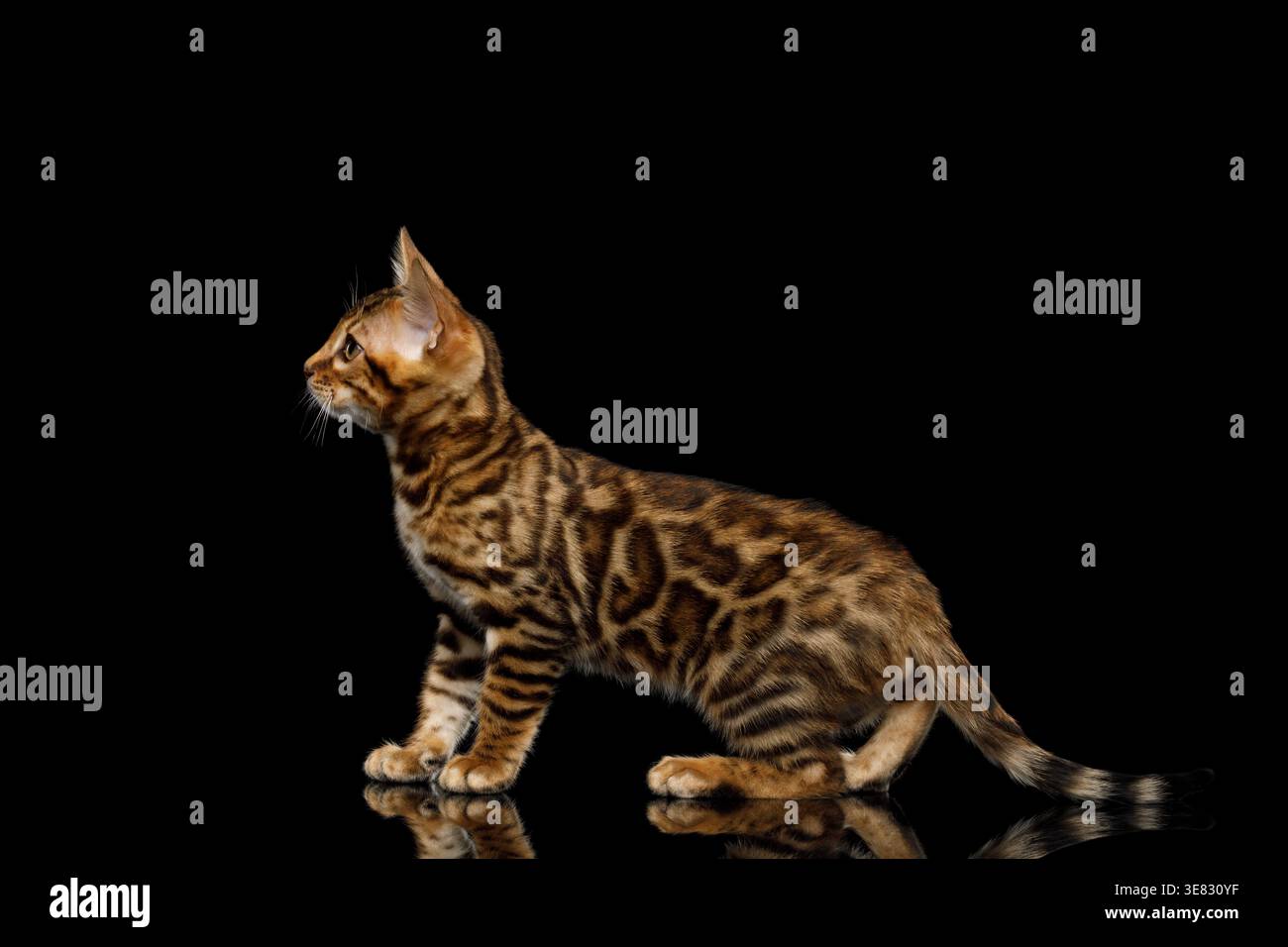 Giovane gatto del bengala che cammina e si allunga in avanti mentre esplora lo spazio oscuro dello studio su sfondo nero isolato Foto Stock