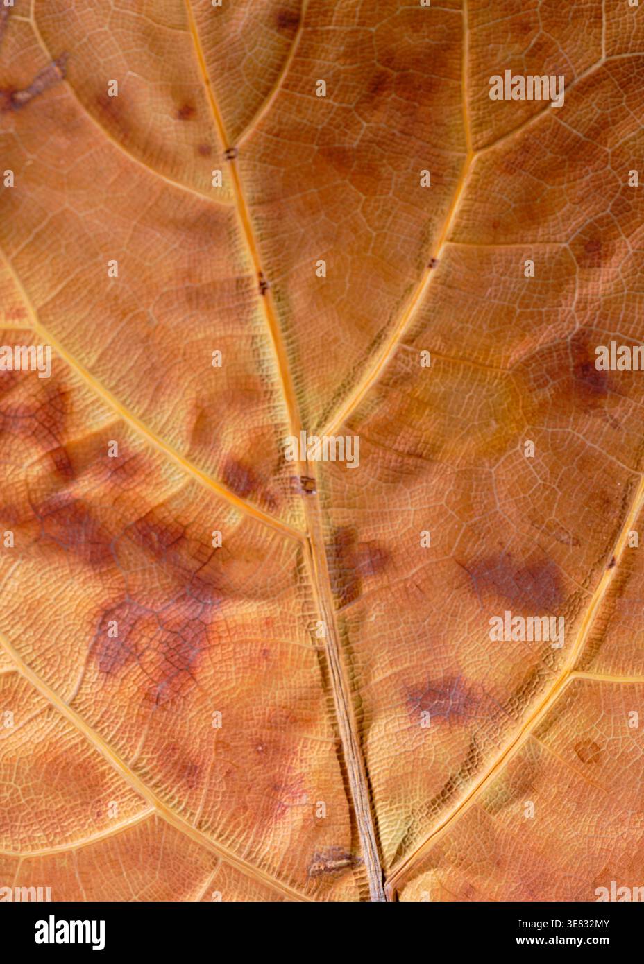 Immagine ad alta risoluzione che visualizza i disegni dettagliati delle lamelle e le delicate variazioni di colore Foto Stock
