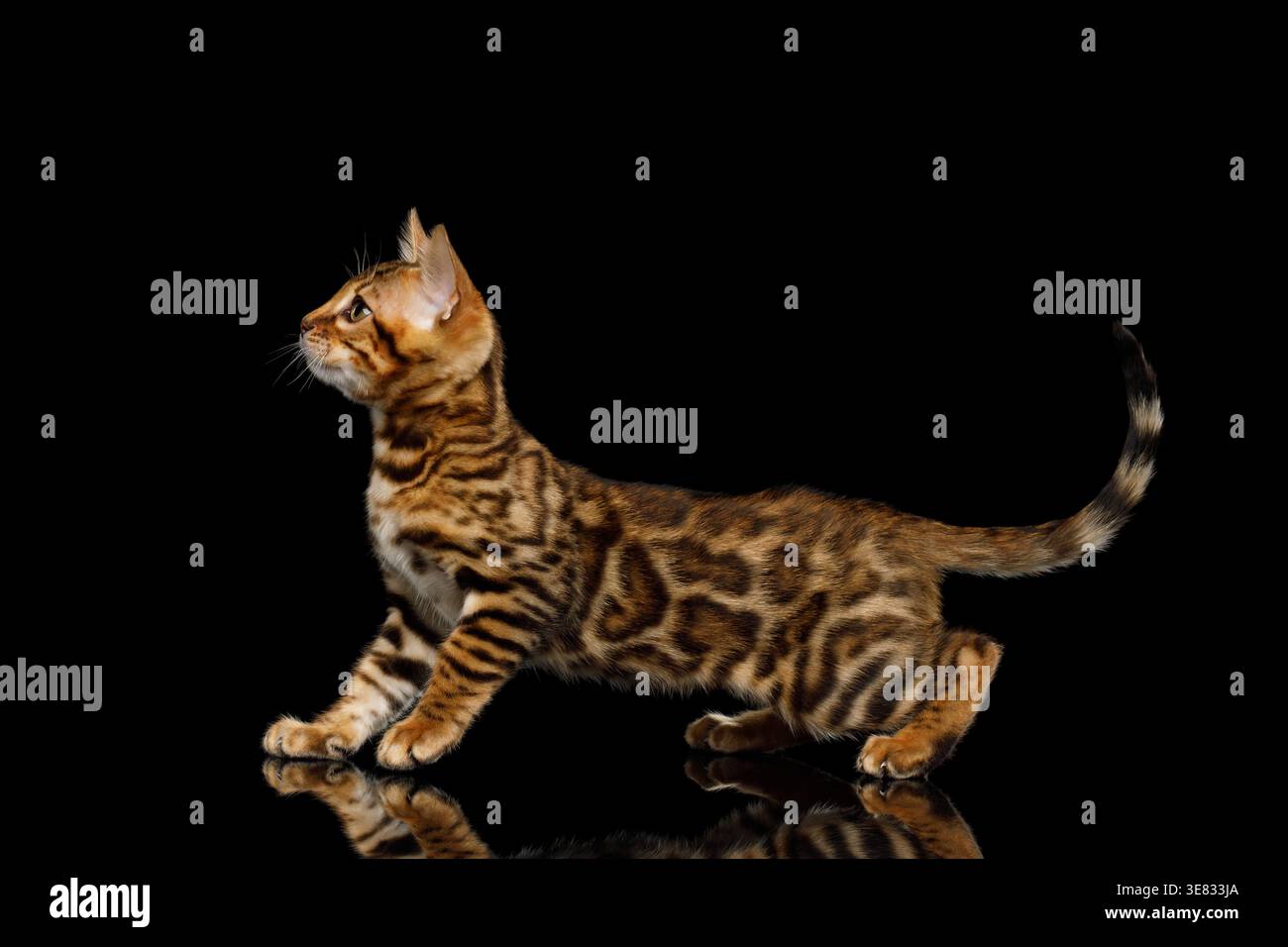 Giovane gatto del bengala che cammina e si allunga in avanti mentre esplora lo spazio oscuro dello studio su sfondo nero isolato Foto Stock