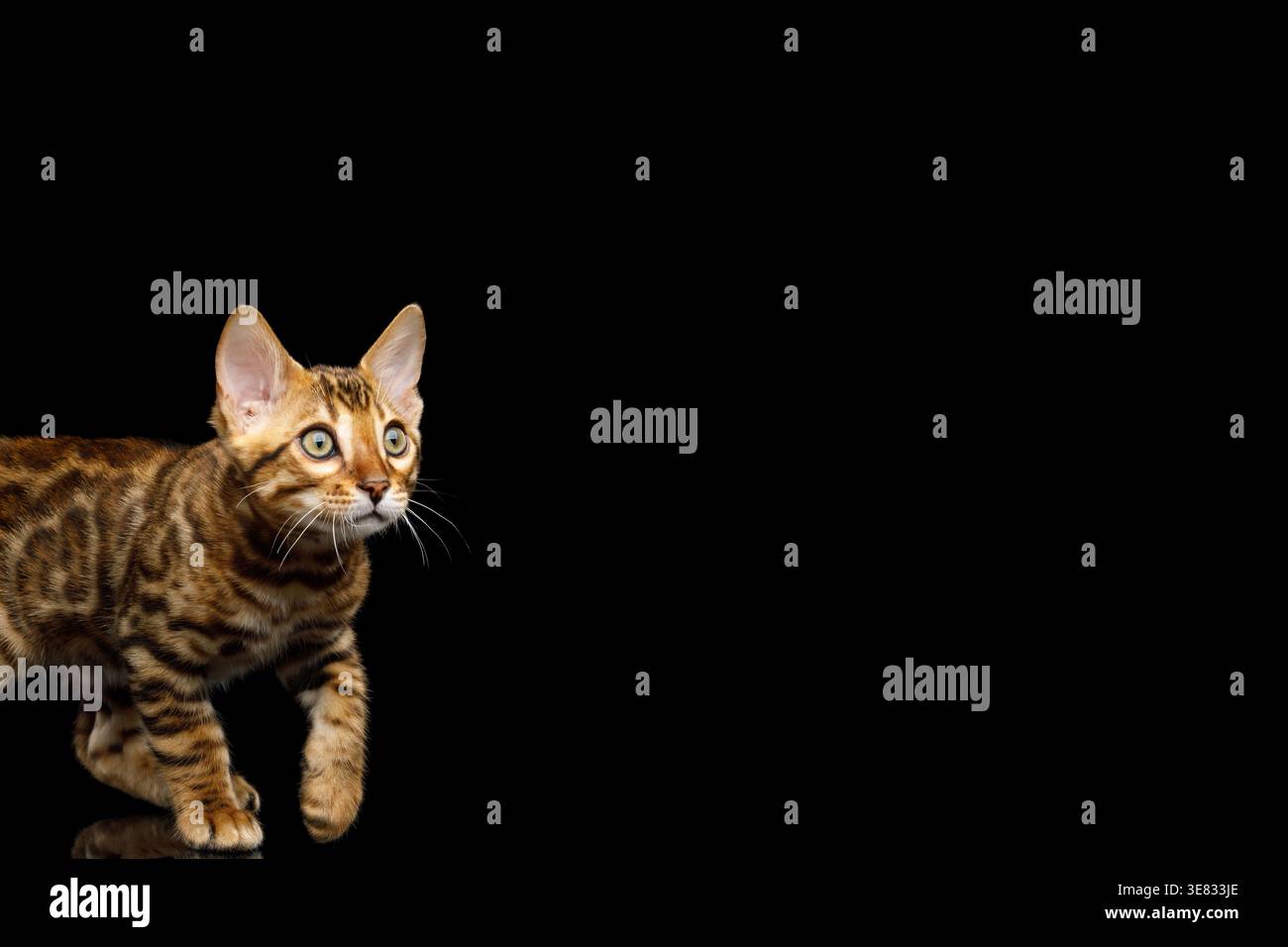 Gattino del Bengala che sbircia e guarda avanti con curiosità su sfondo nero isolato Foto Stock