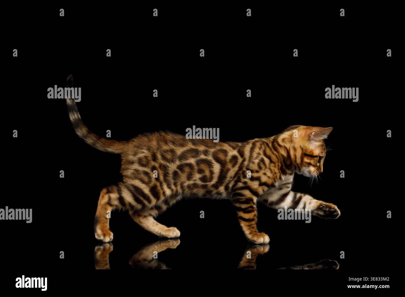 Giovane gatto maculato in posa di caccia che si intrufola e cammina basso a terra su sfondo nero isolato Foto Stock